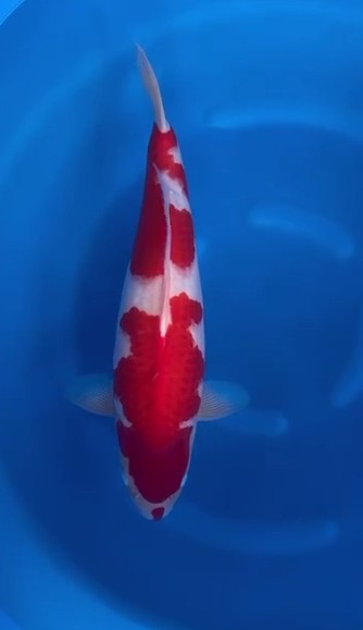 Kohaku