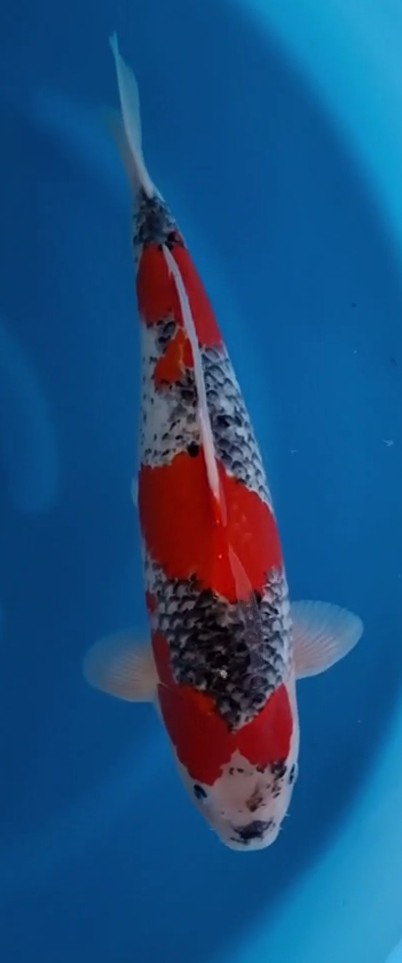Goshiki