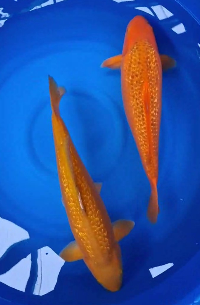 Chagoi and ginrin aka matsuba