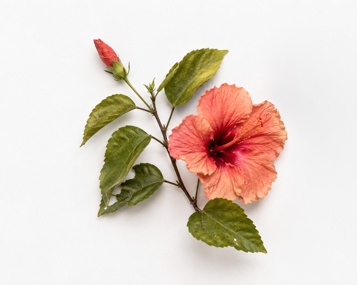Hibiscus flower