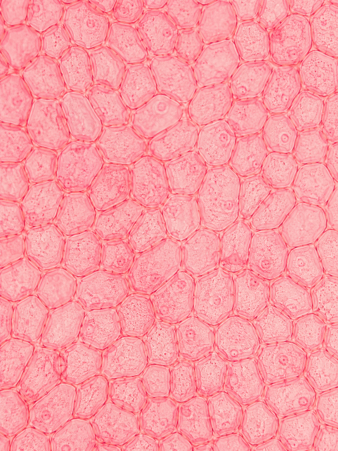 Skin cell structure