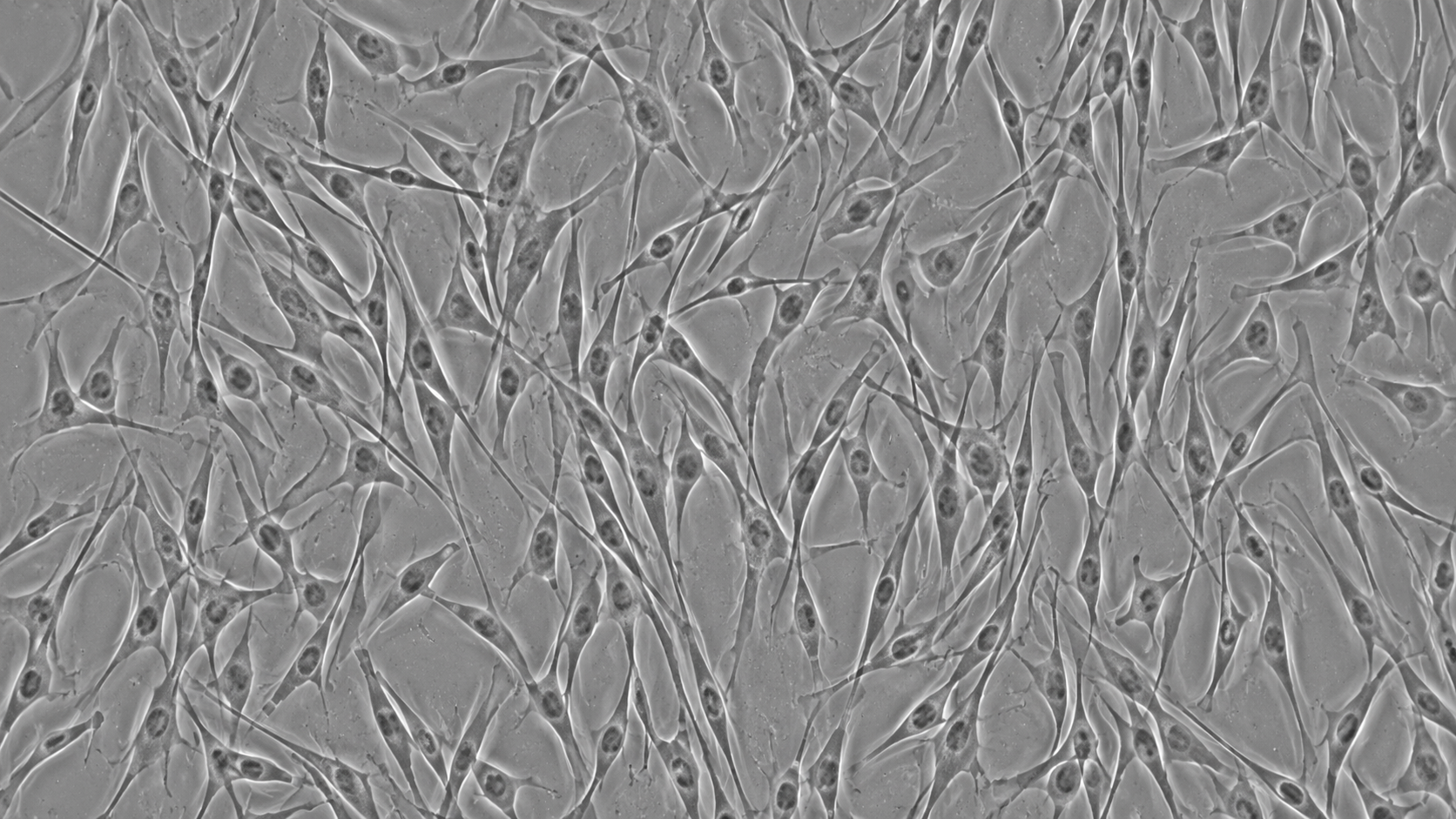 Skin architecture and density
