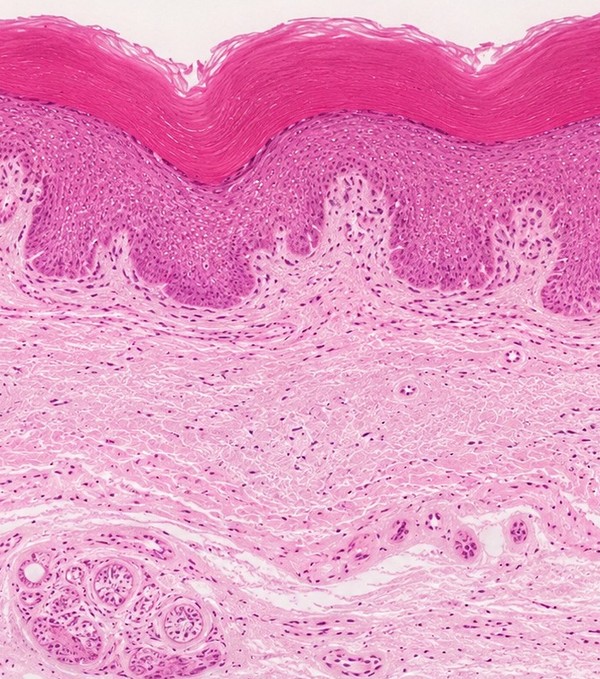 Smooth skin texture