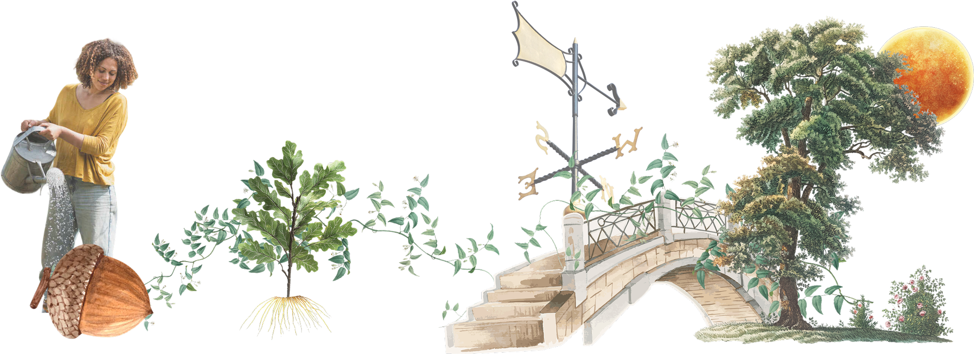 Collage showing a woman watering a large acorn seed, an illustrated oak seedling, a small stone bridge with a weather vane, a large oak tree, and a glowing full moon.
