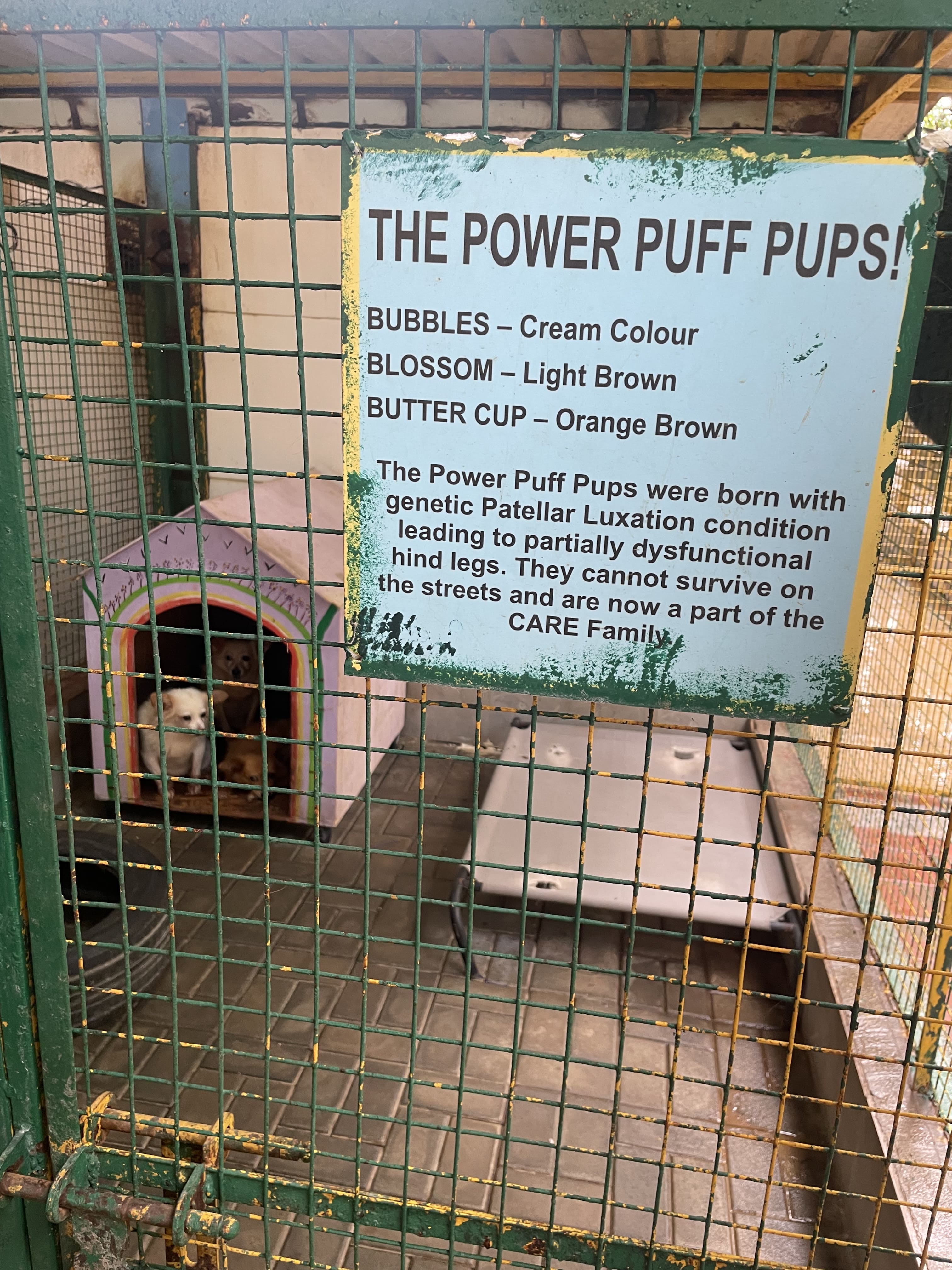 Caged enclosure with a pink dog house containing three small dogs, behind a green metal fence with a worn sign about the Power Puff Pups who have genetic Patellar Luxation causing partially dysfunctional hind legs, preventing survival on the streets and now part of the CARE Family.