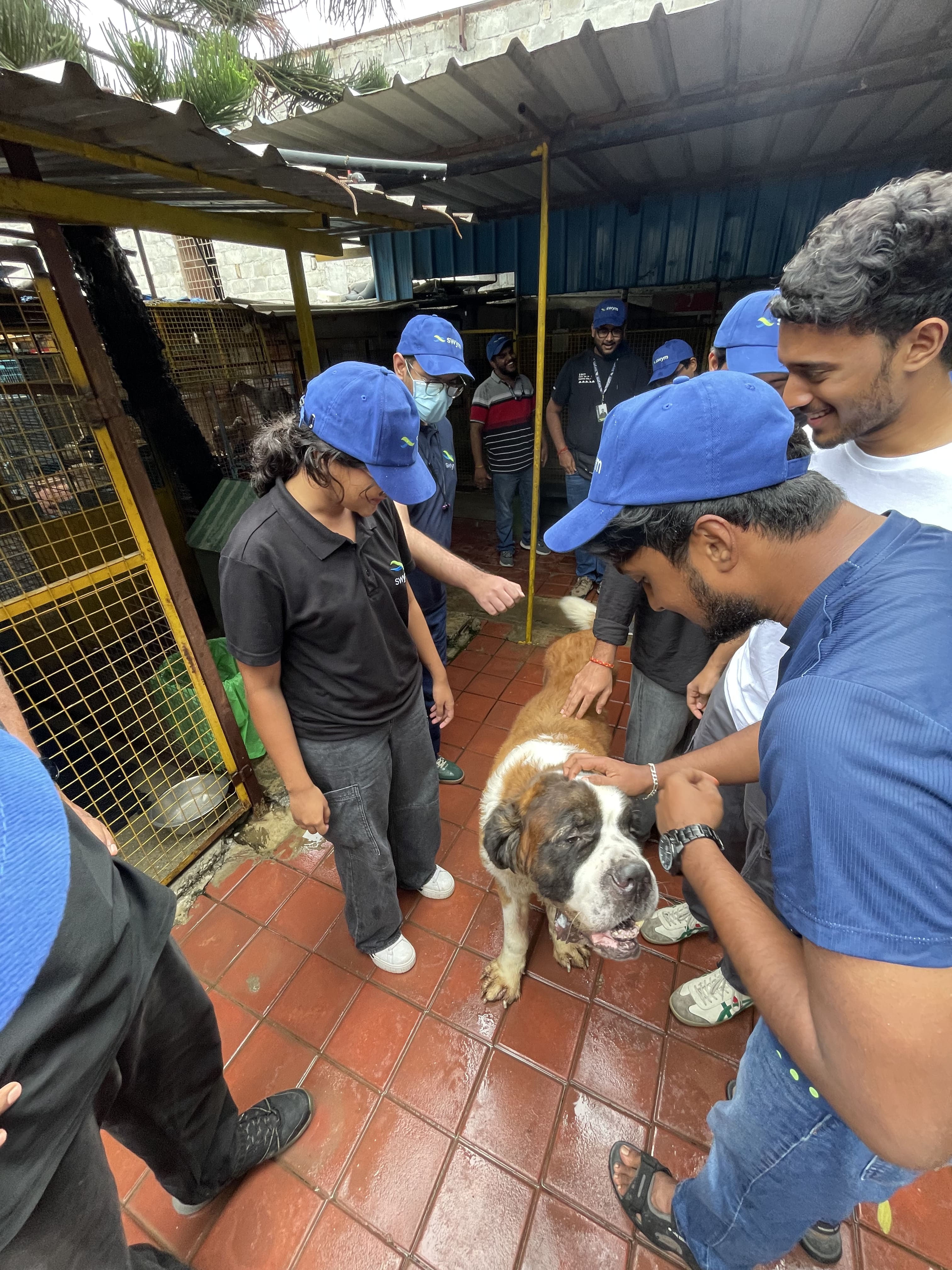 A group of people wearing blue caps and dark clothing gathered around and petting a large Saint Bernard dog on a tiled floor under a corrugated roof.