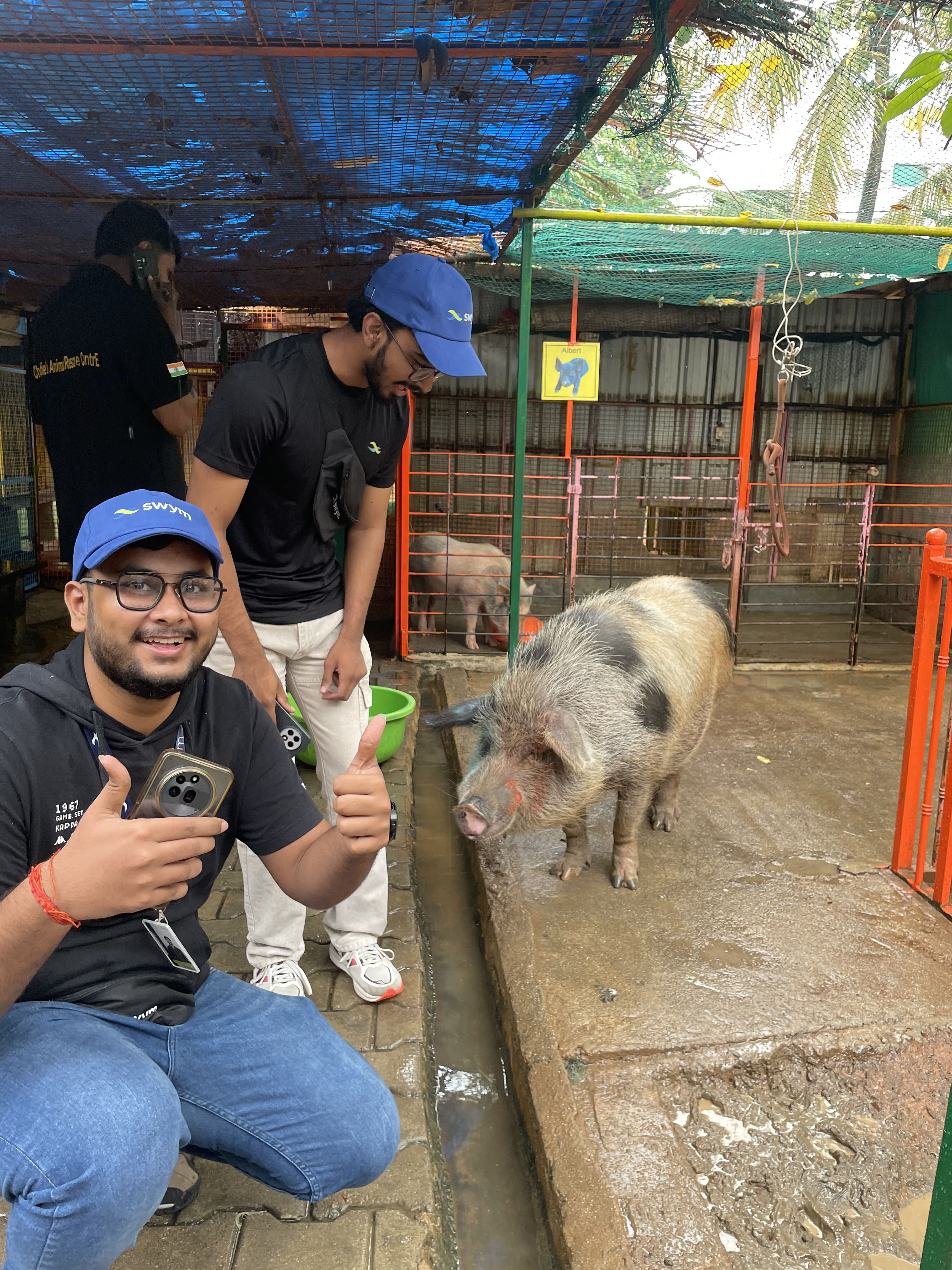 Three men in a sheltered animal enclosure, two wearing blue Swym caps and black shirts. One man squats smiling with both thumbs up and holding a phone, while the other bends forward looking at a large spotted pig standing on a concrete platform. Another man in the background is on the phone near animal cages.