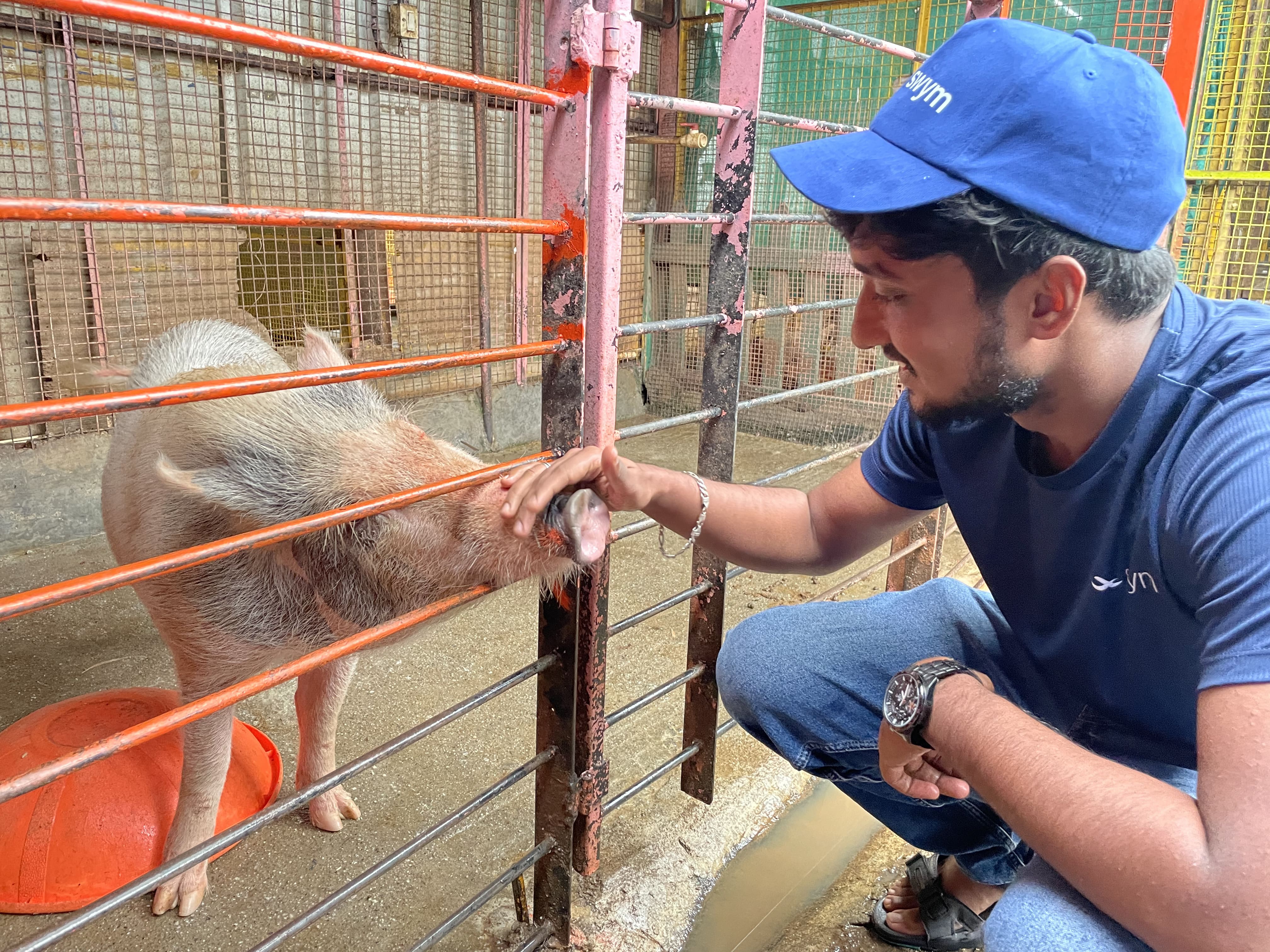 A man wearing a blue cap and shirt crouches beside a metal fence, gently petting the snout of a pig inside the enclosure.