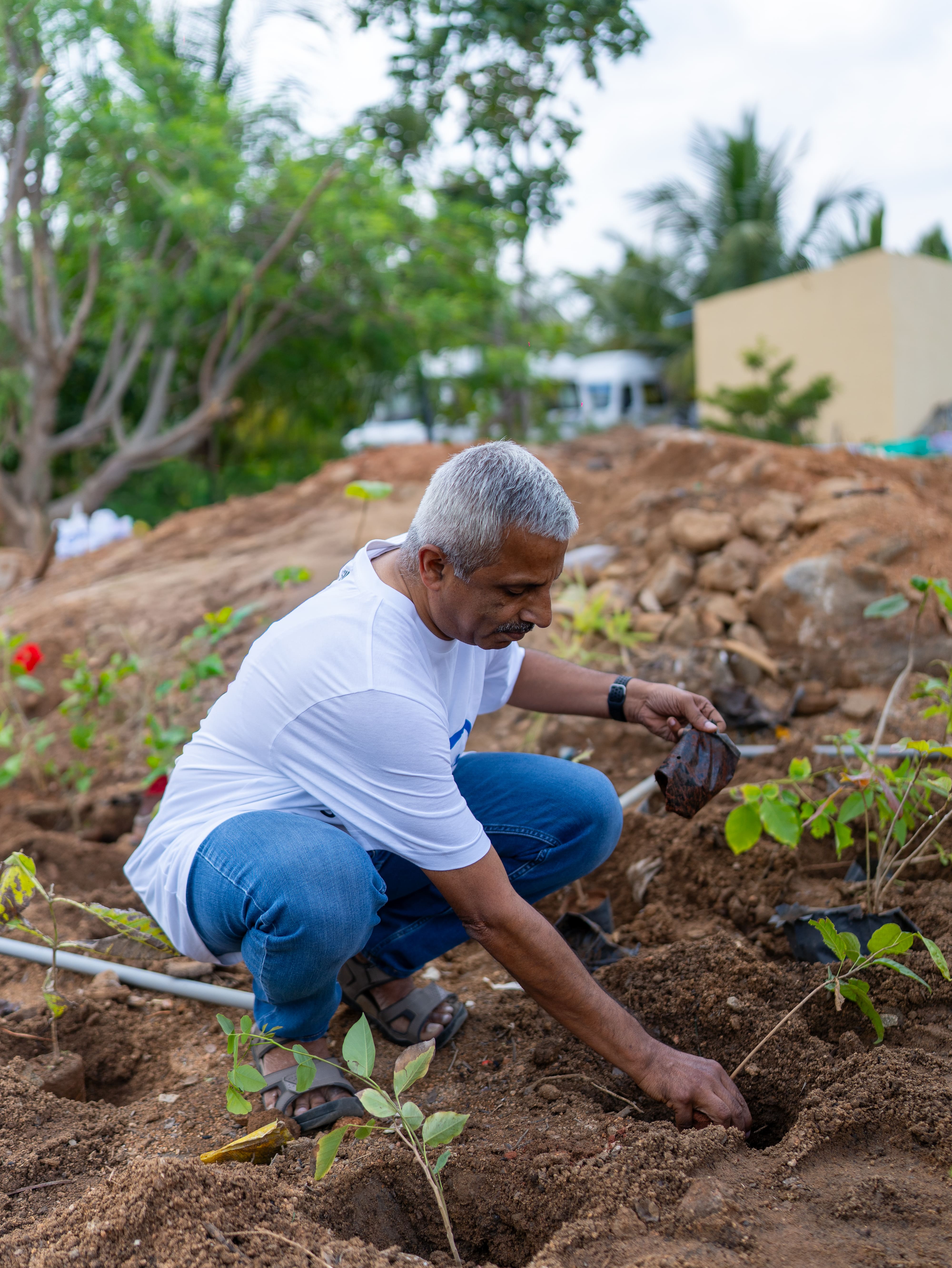 Man wearing a white shirt and blue jeans planting a small sapling in soil outdoors, surrounded by other young plants and greenery in the background.