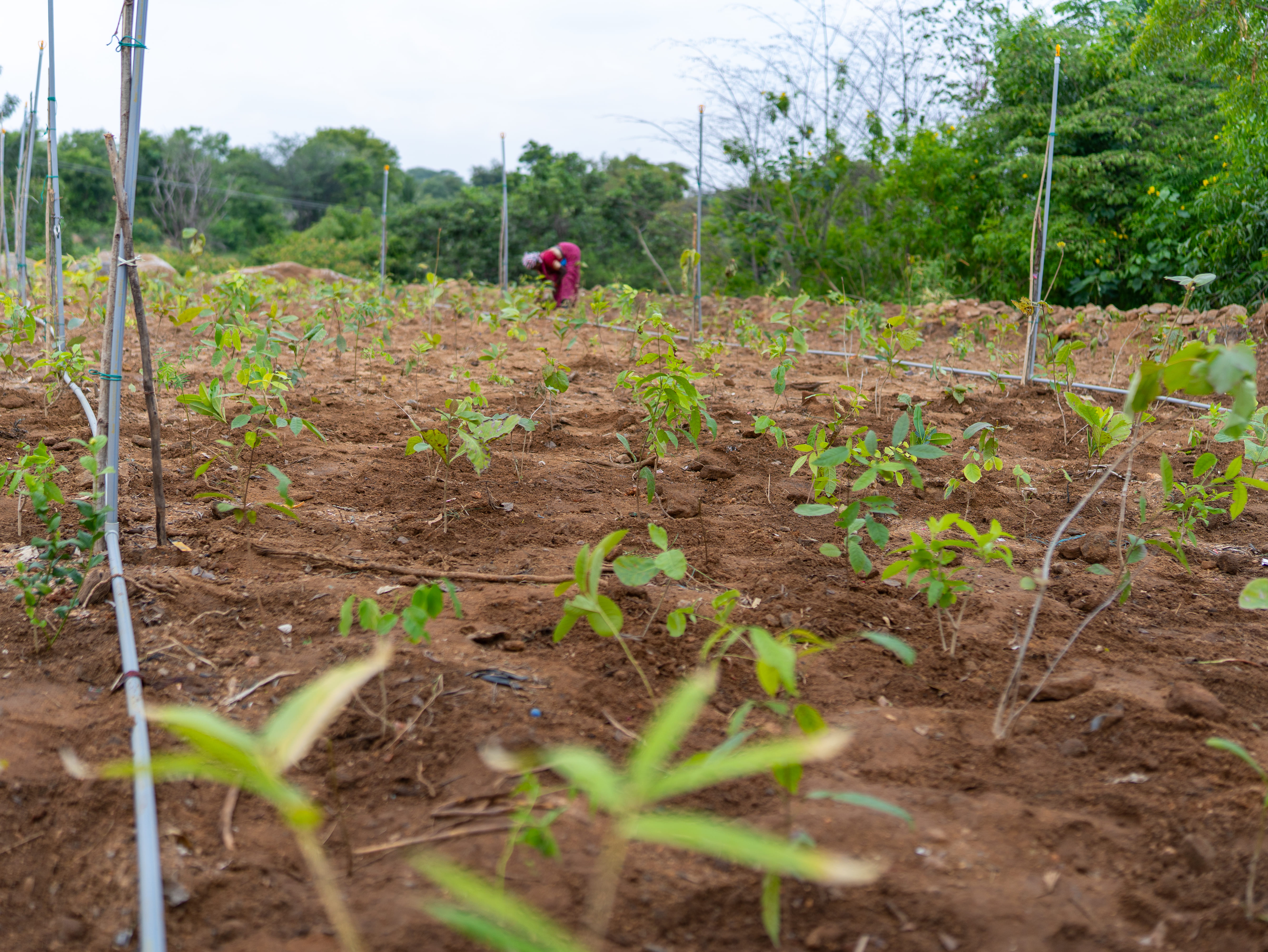 A field with young green plants growing in evenly spaced rows in brown soil, with a person working bent over in the background near green trees.