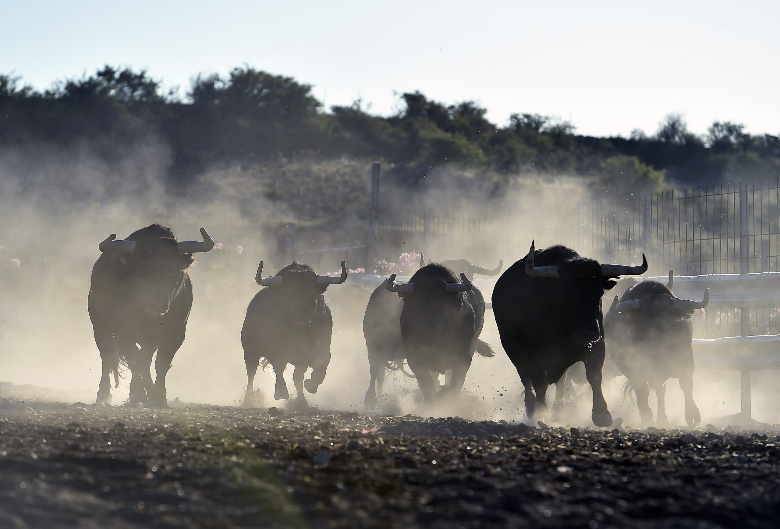 Bitcoin bull run