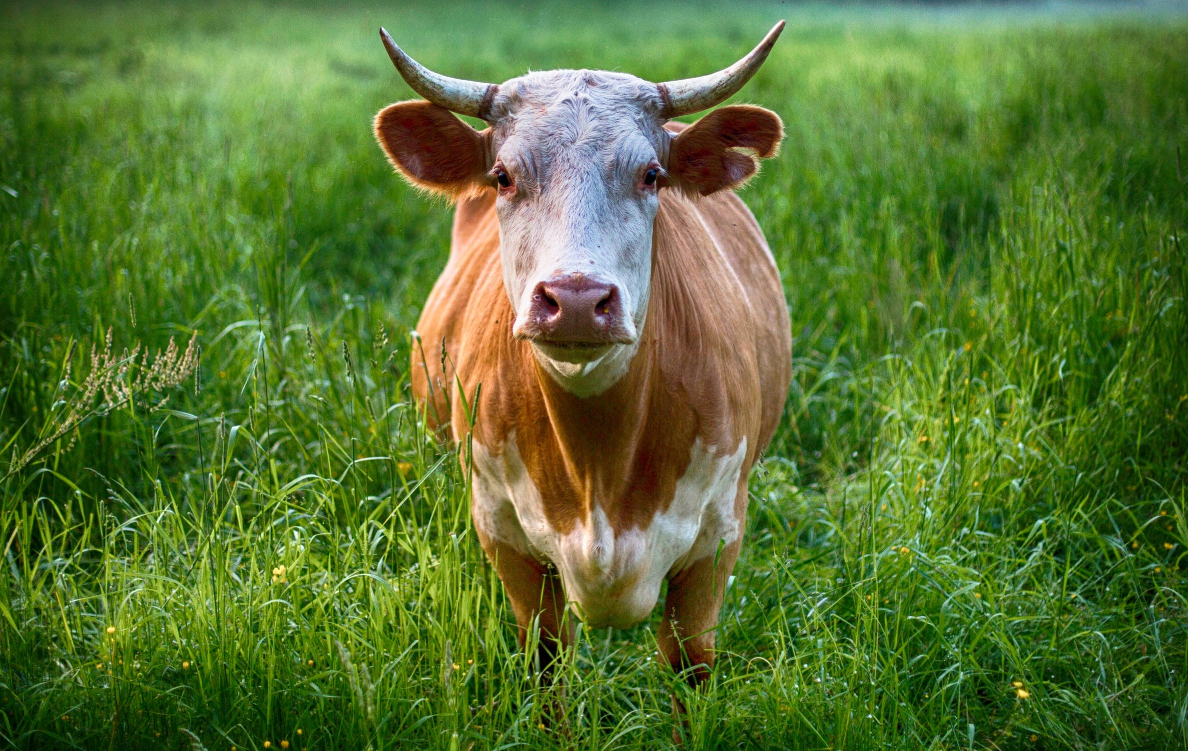Bitcoin Is Turning Bullish
