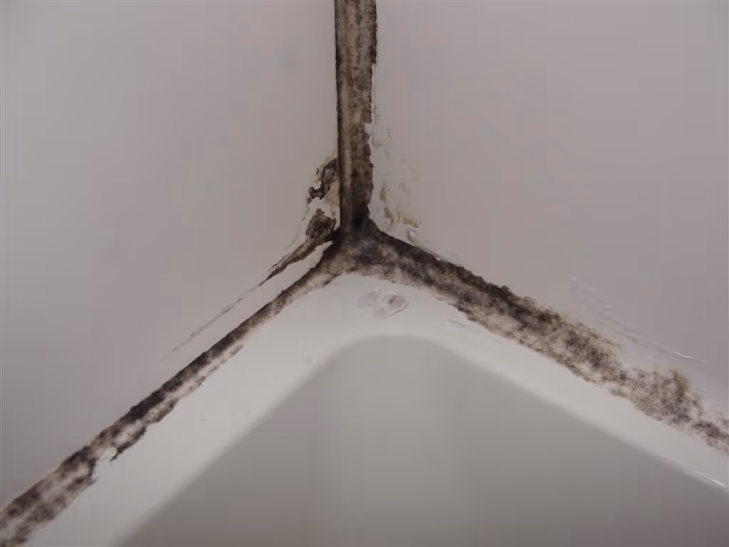 Shower mold removal