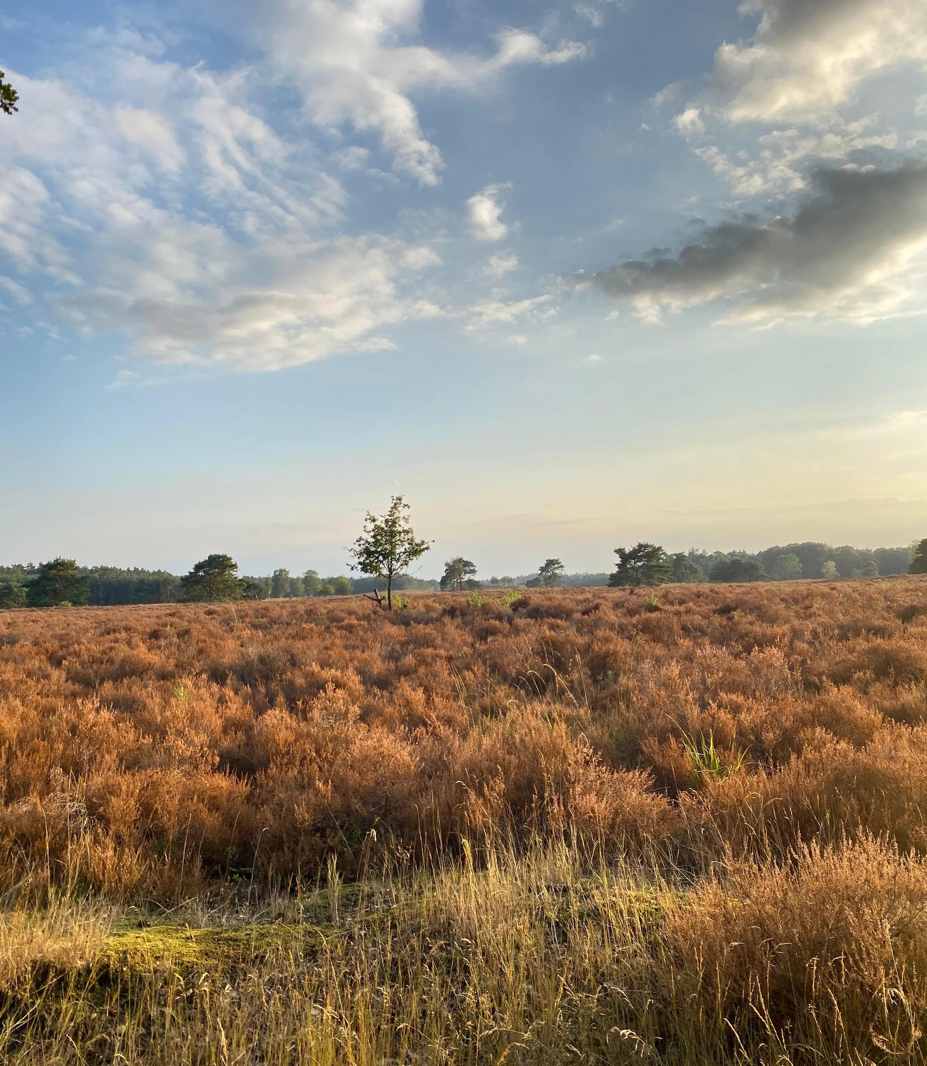 Foto van de heidevelden op de Veluwe