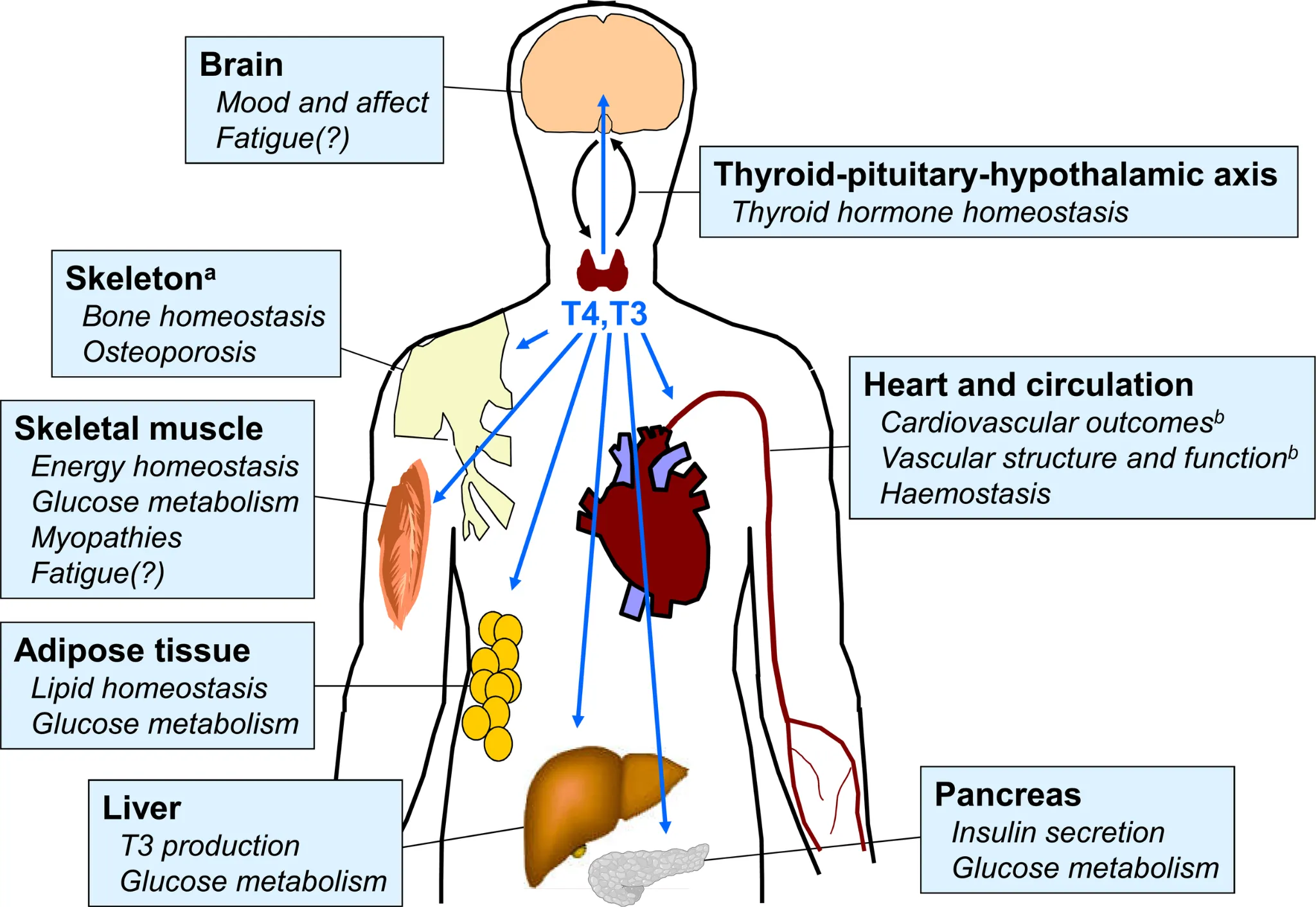 Tiroide e vari metabolismi