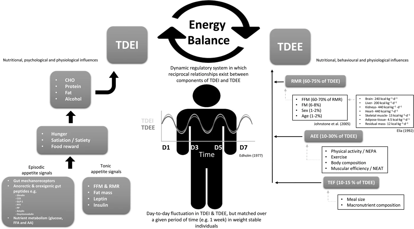 Adattamenti metabolici del corpo.
