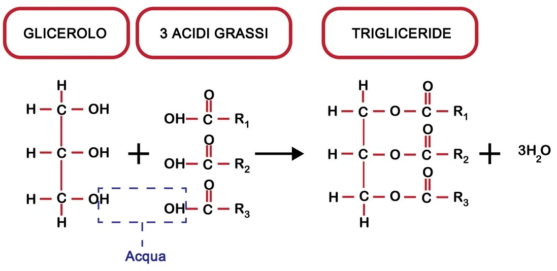 composzione bio-chimica dei trigliceridi