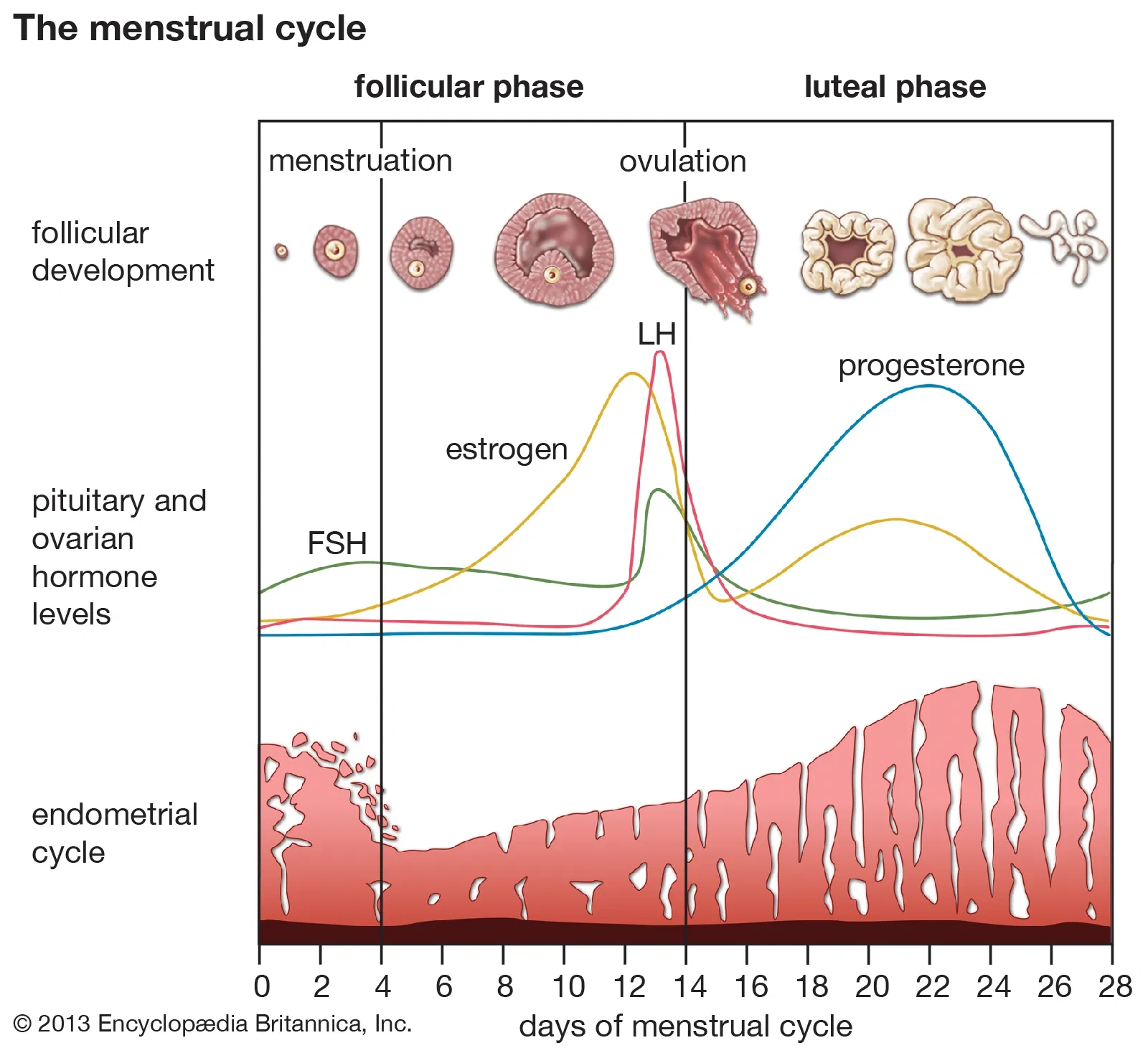 Alterazioni ormonali nel ciclo mestruale PMS