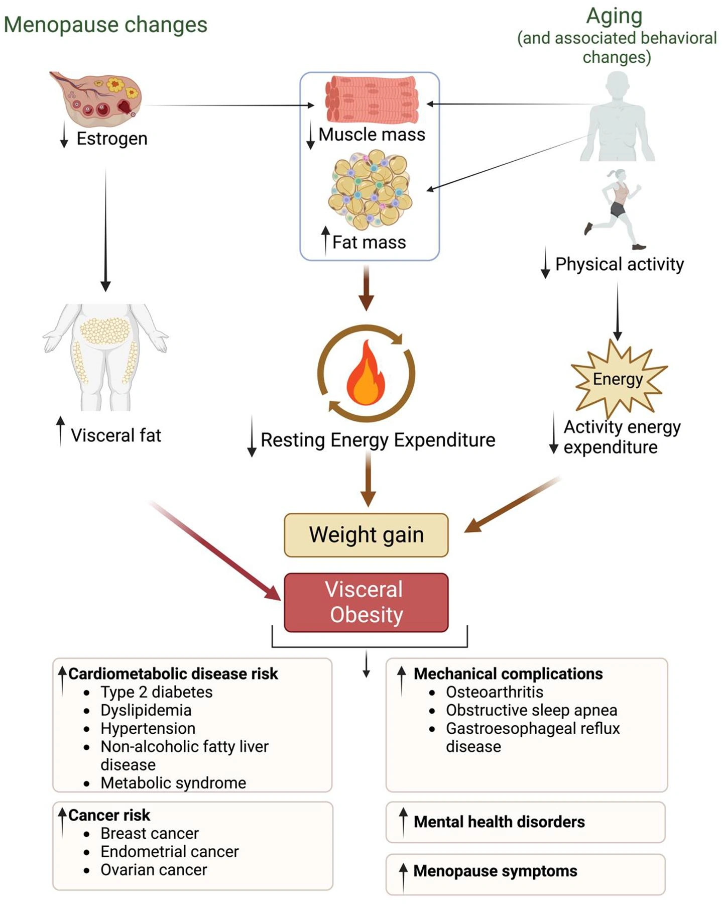 Cambiamenti composizione corporea in menopausa.
