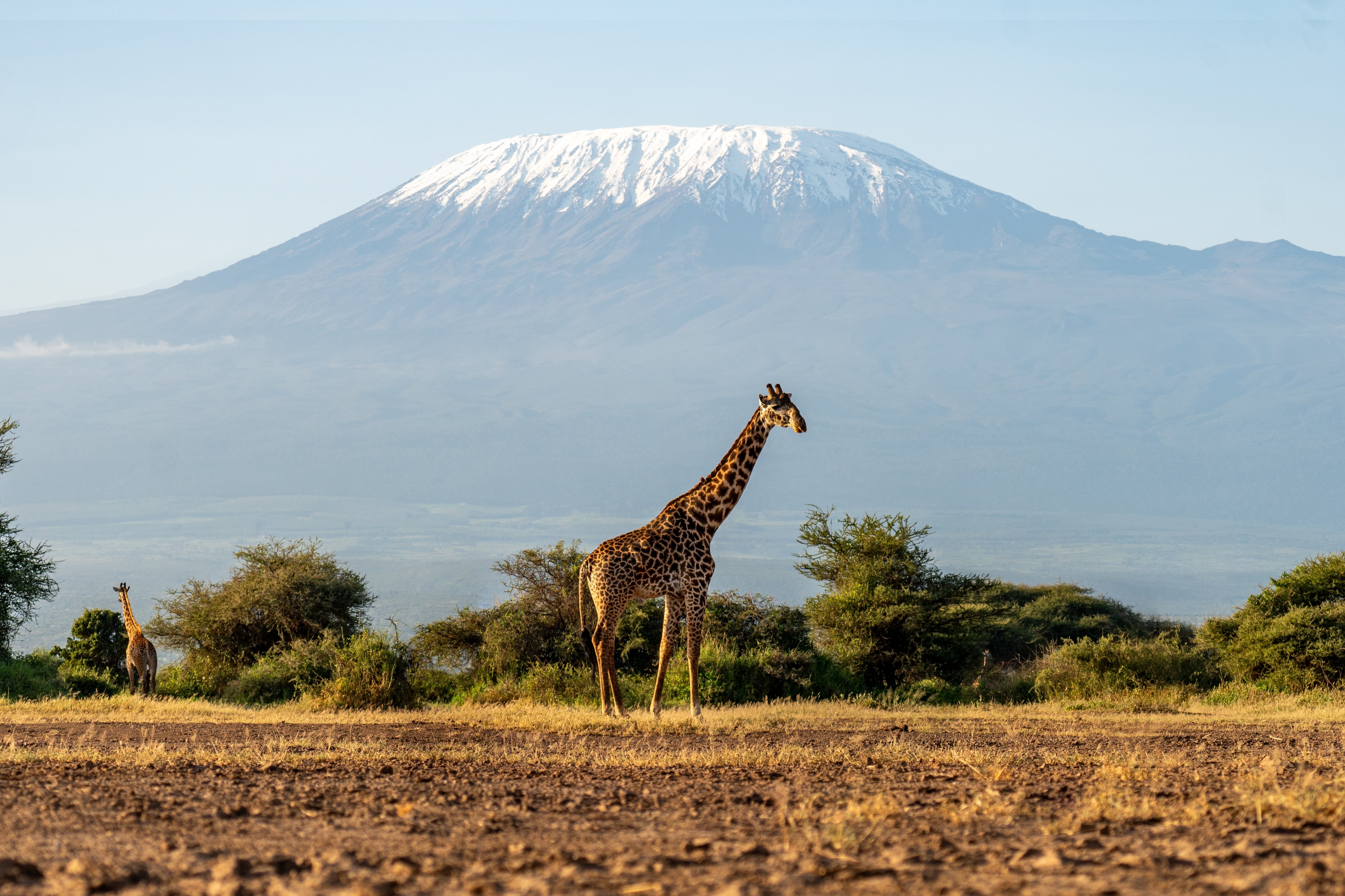 Kilimanjaro