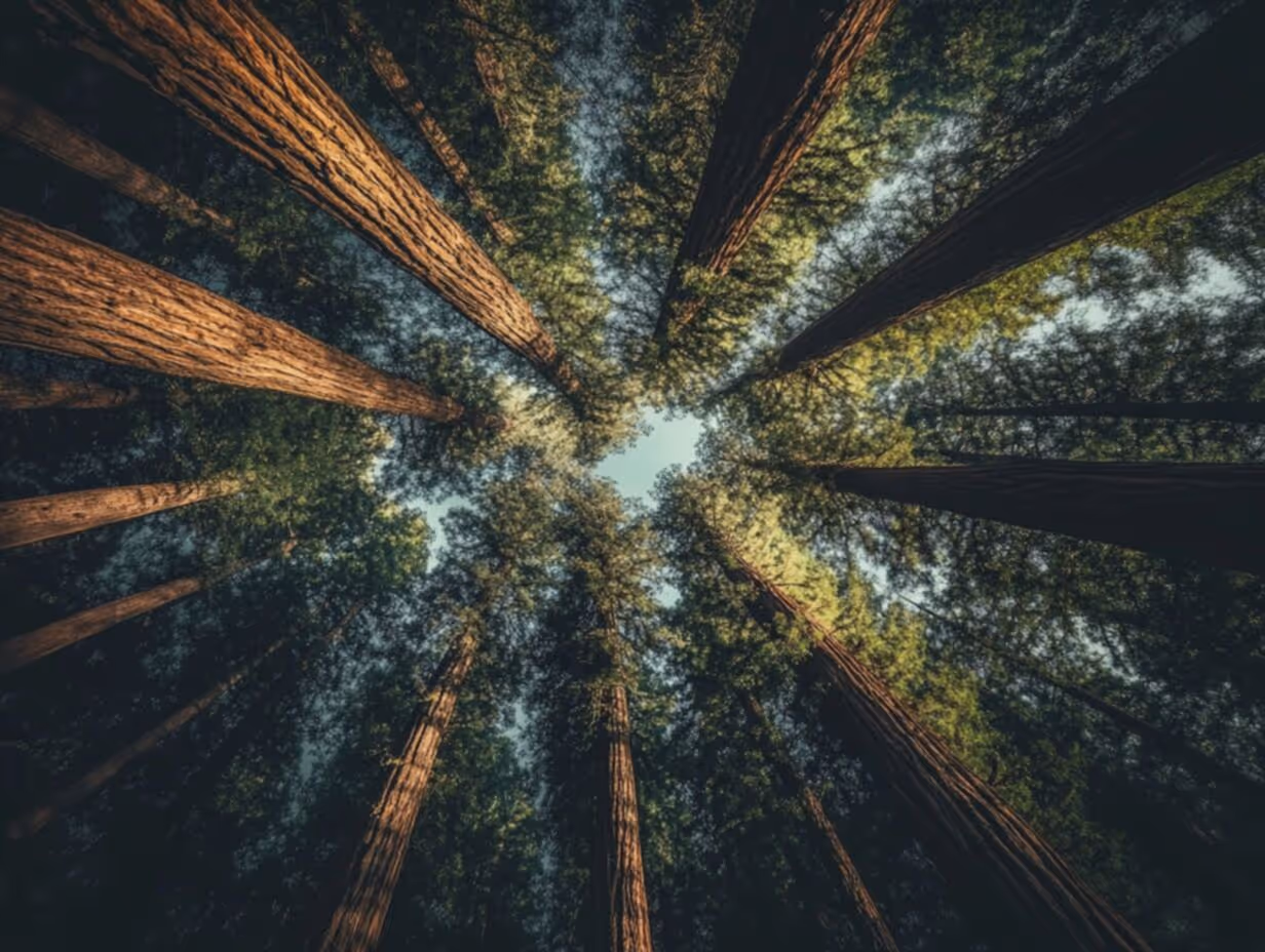 Plant a redwood