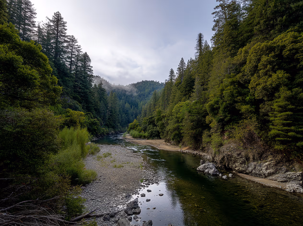A river running through a lush green forest.