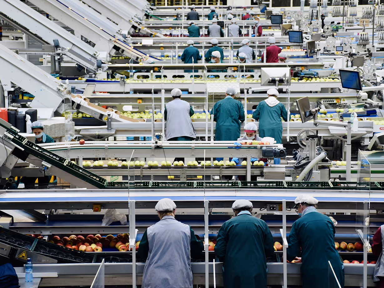 Workers in hairnets and coats sorting apples on conveyor belts in a fruit processing factory.