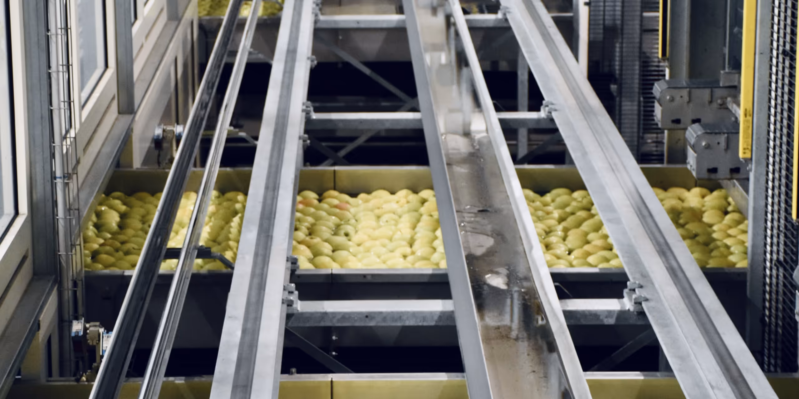 Large trays filled with yellow apples on a sorting machine conveyor in a fruit processing facility.