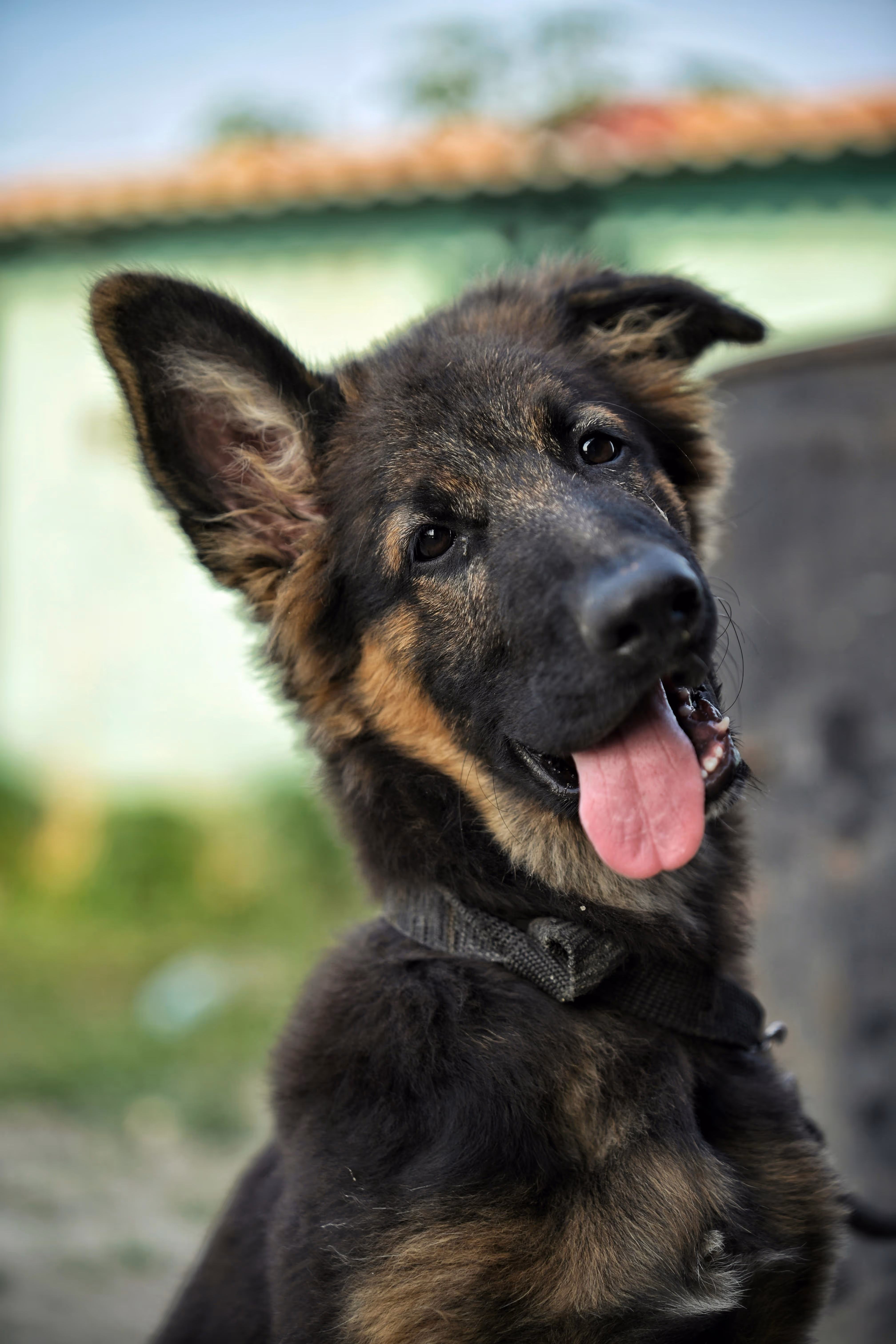 Happy Pup Stock Photo