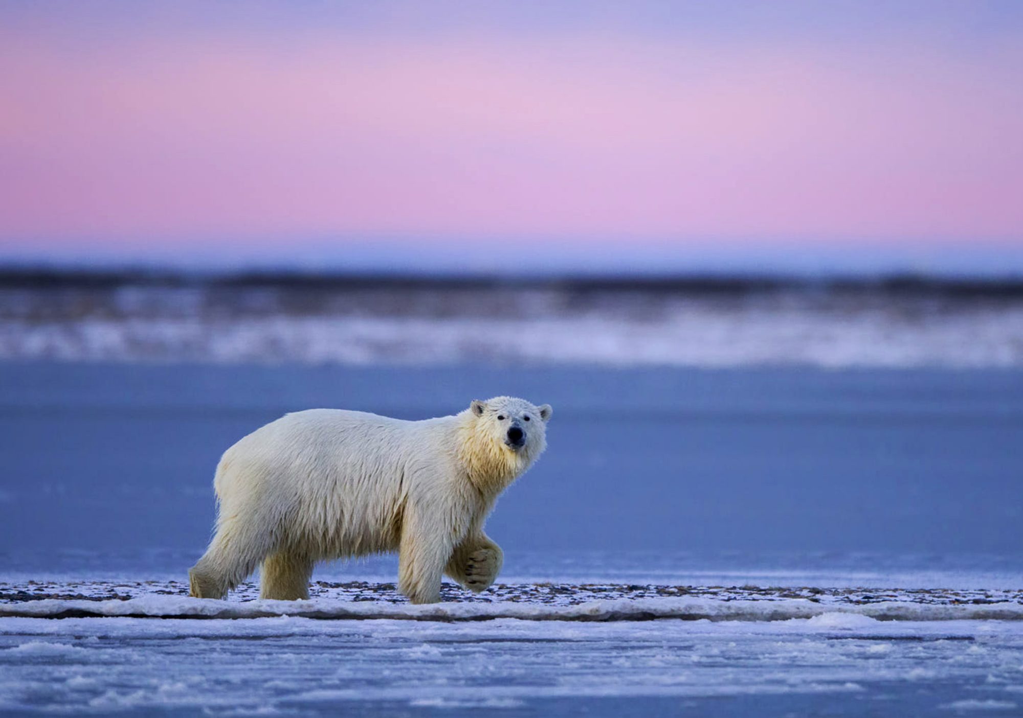 Eisbär läuft in der Dämmerung über eine weite Eisfläche, Sinnbild für den Weißen-Bär-Effekt und die Unterdrückung von Gedanken