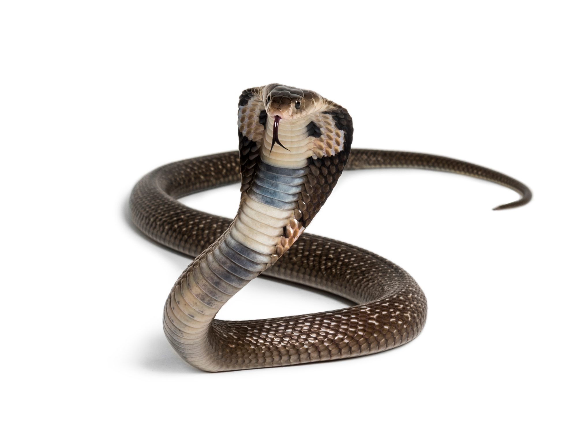 Kobra richtet sich mit aufgestelltem Nackenschild auf, Sinnbild für den Cobra-Effekt, bei dem Anreize das Gegenteil des Beabsichtigten bewirken