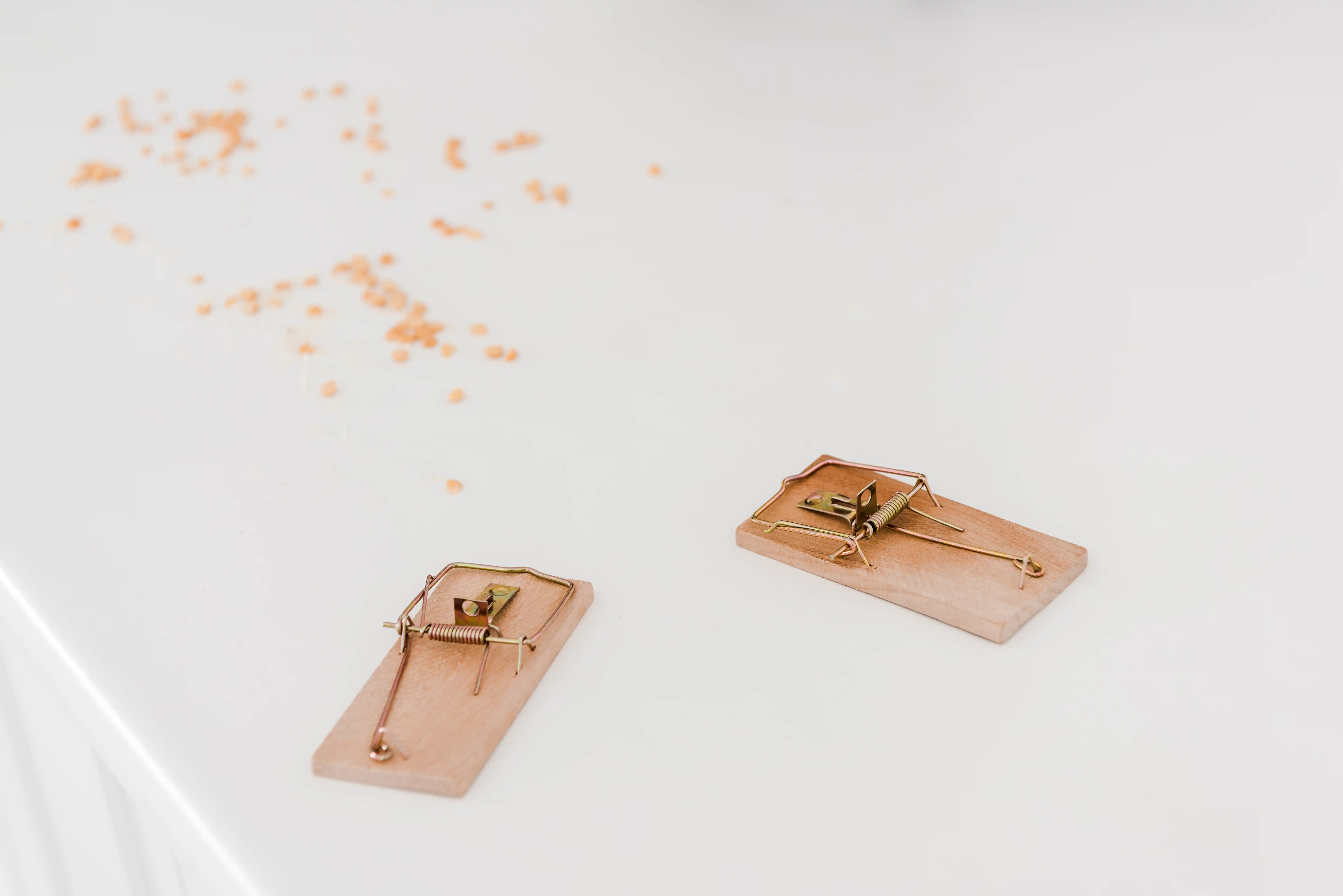 mouse traps on white counter