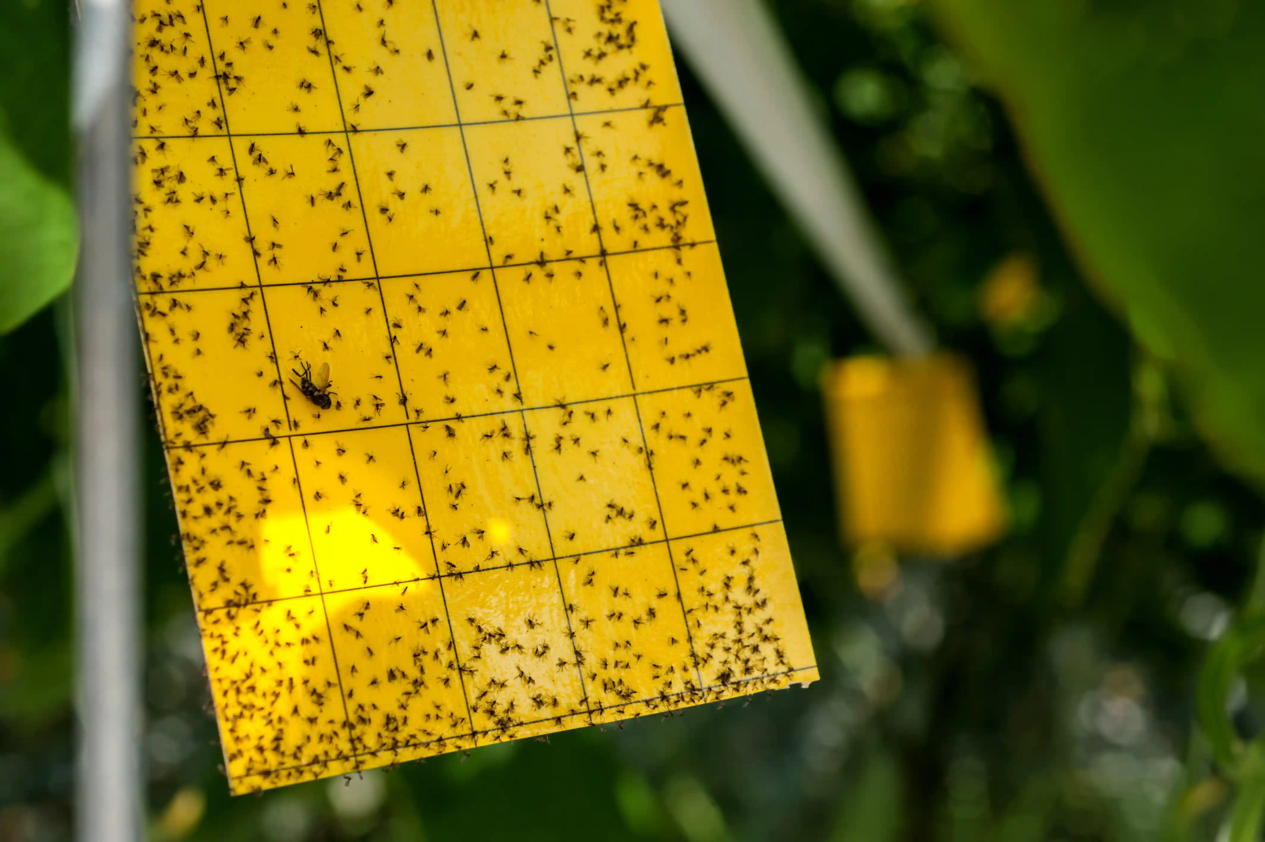fruit fly trap full of flies