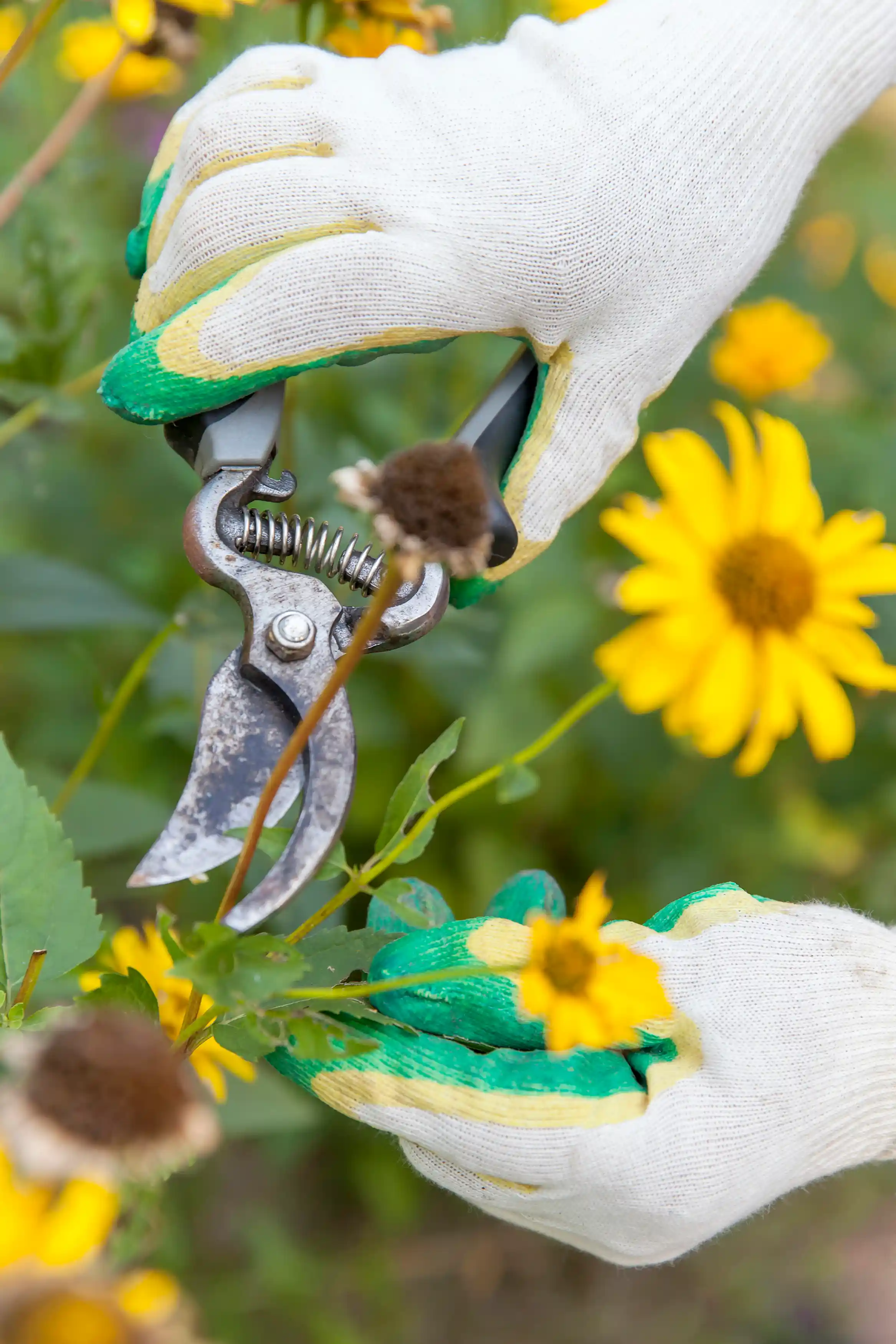 gardener clipping greenery with gloves