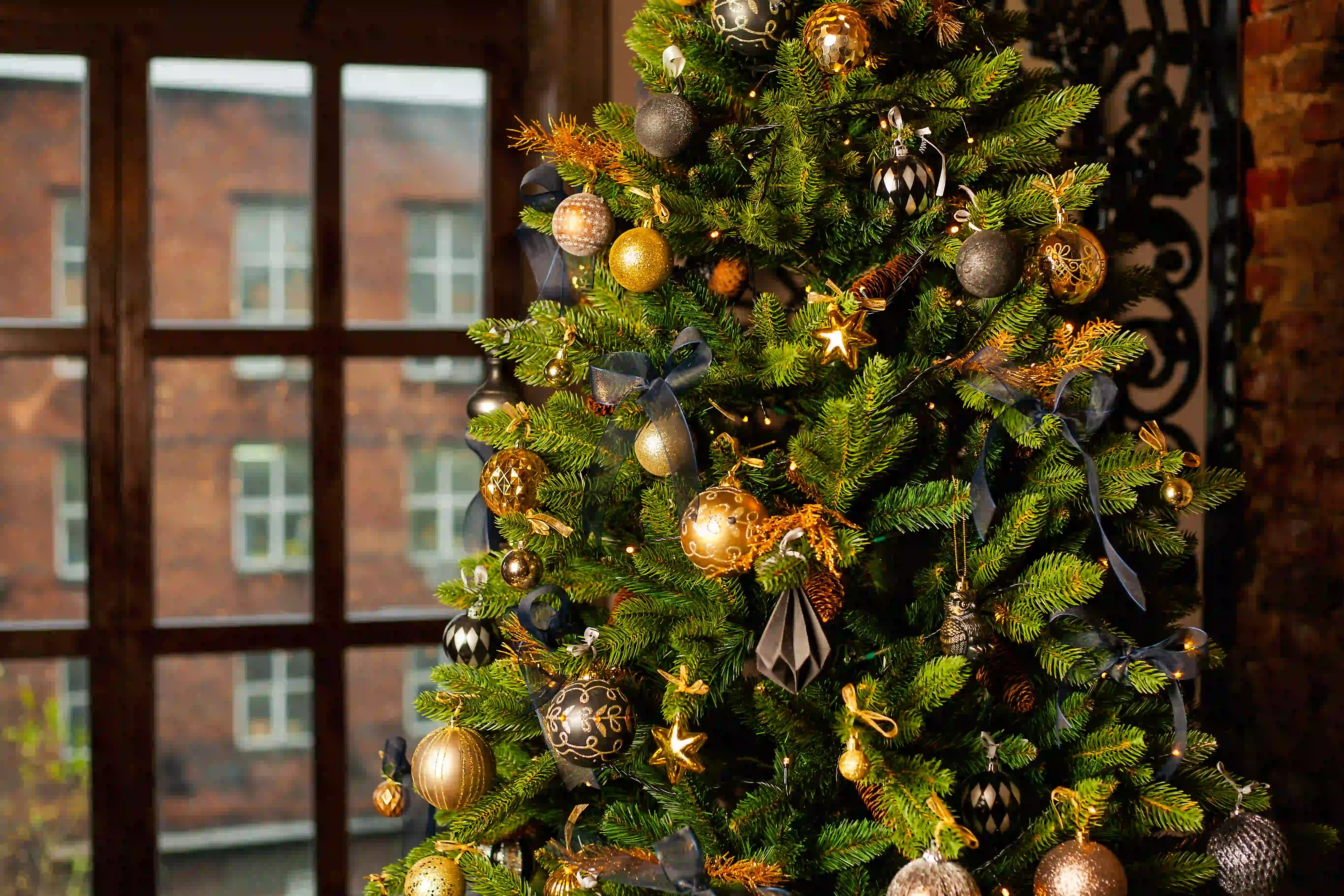 christmas tree in front of window