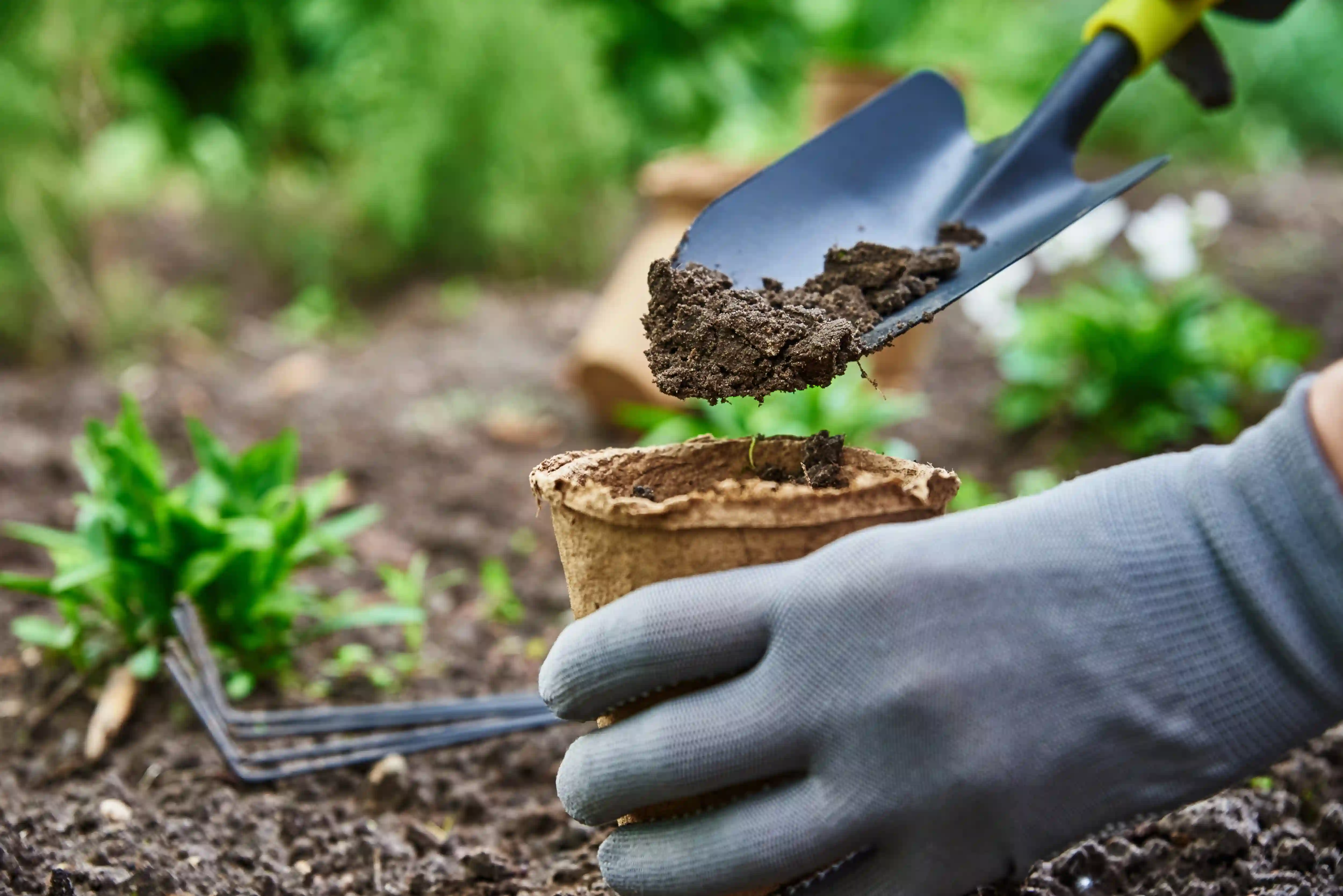 gardener holding outdoor plant and digging dirt
