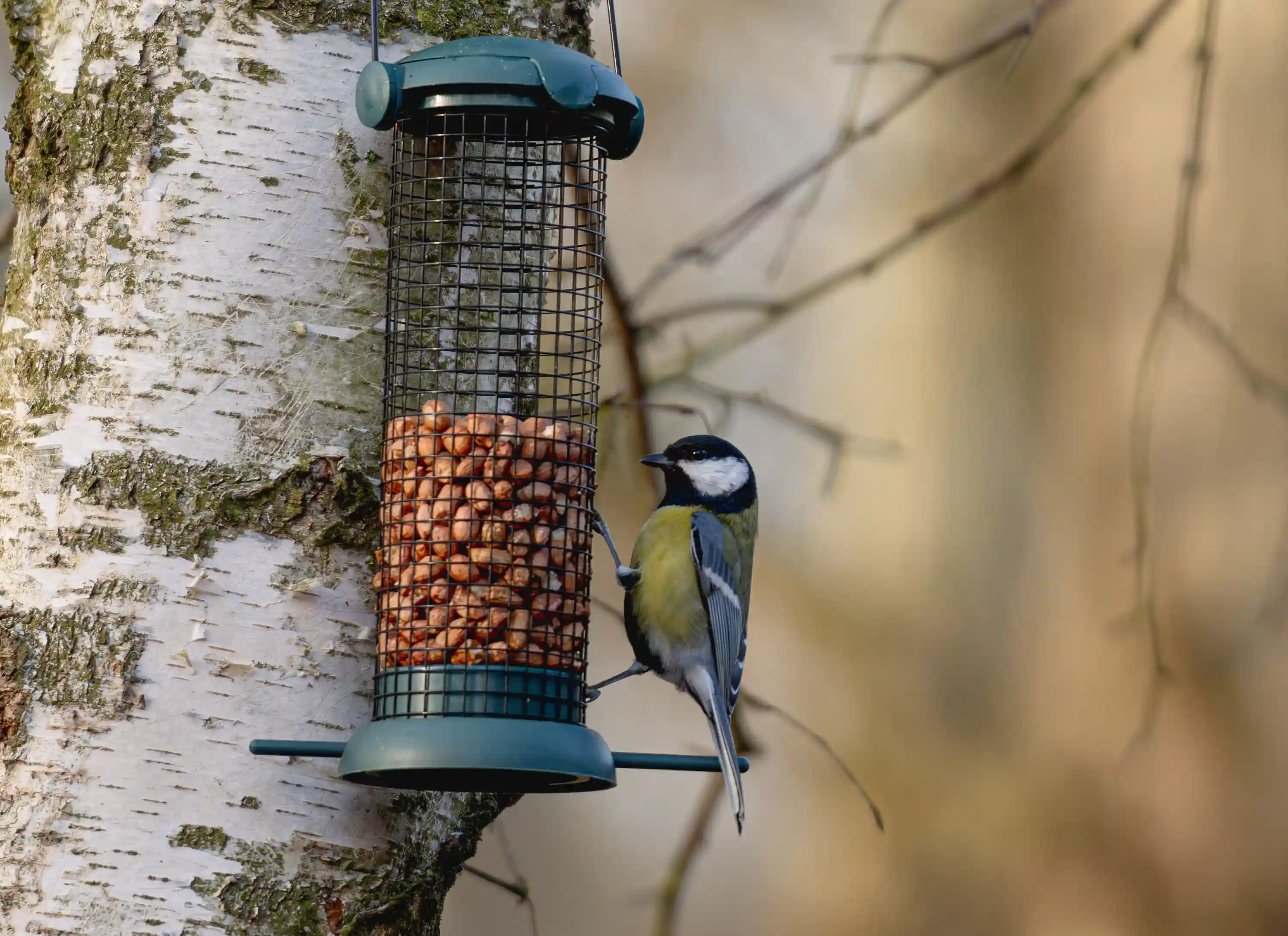 bird feeding on feeder on tree
