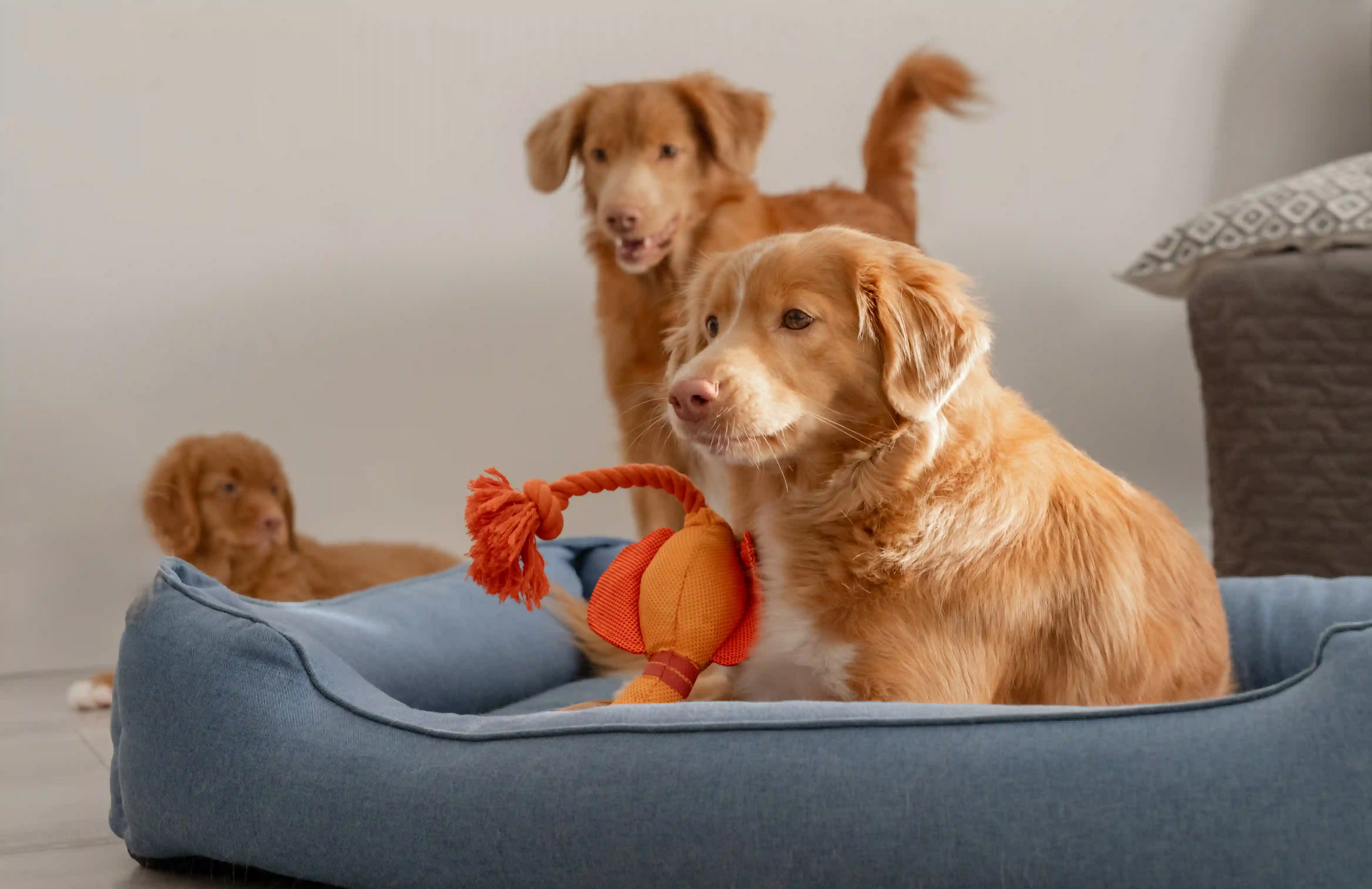golden retrievers in dog beds
