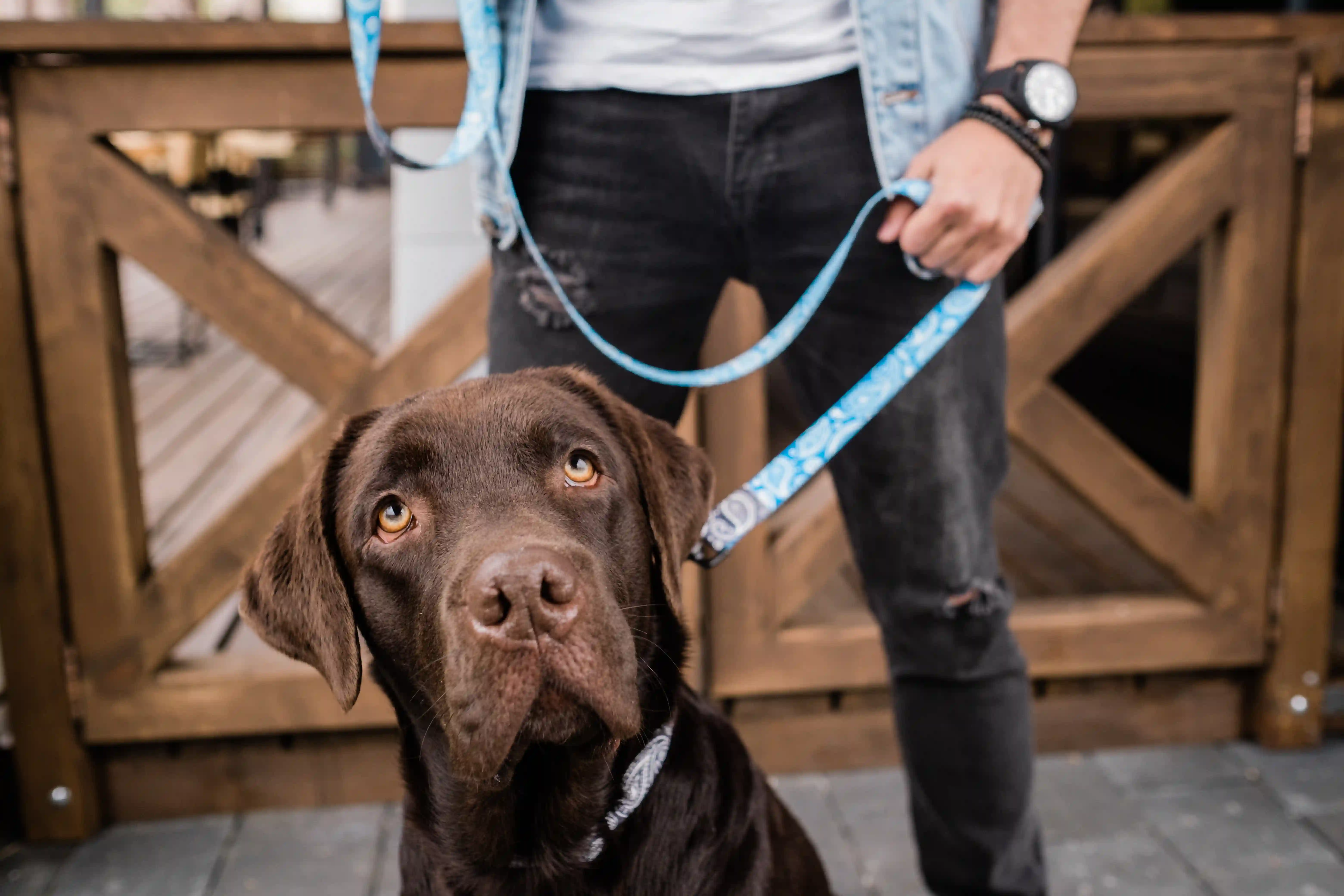 labrador and owner with blue leash