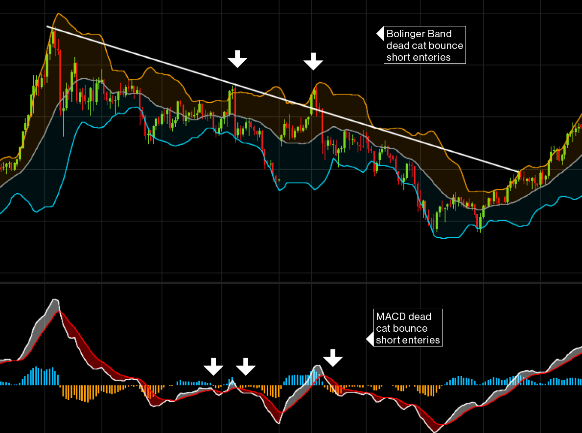 The Key to Avoiding a Dead Cat Bounce Trap