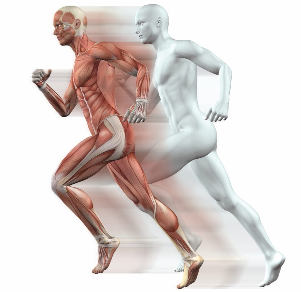 Illustration comparing muscle anatomy and the body during running
