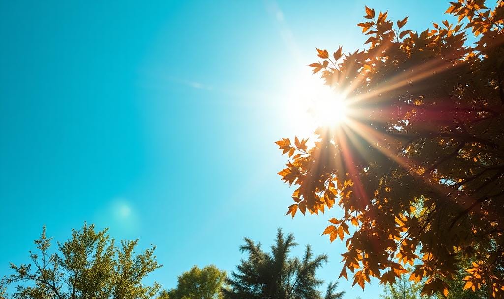 Sunlight shining through tree leaves