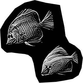Two fish