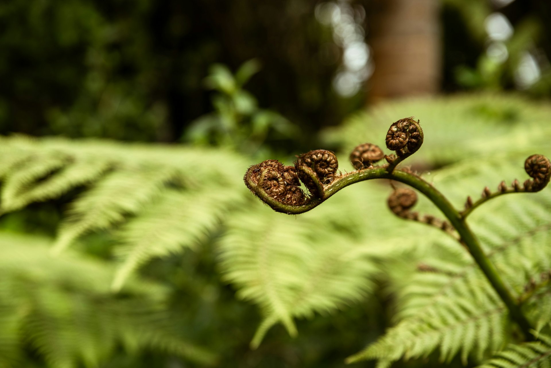 A close-up of a fern frond with curled, brown tips against a backdrop of vibrant green leaves, showcasing nature's intricate details.