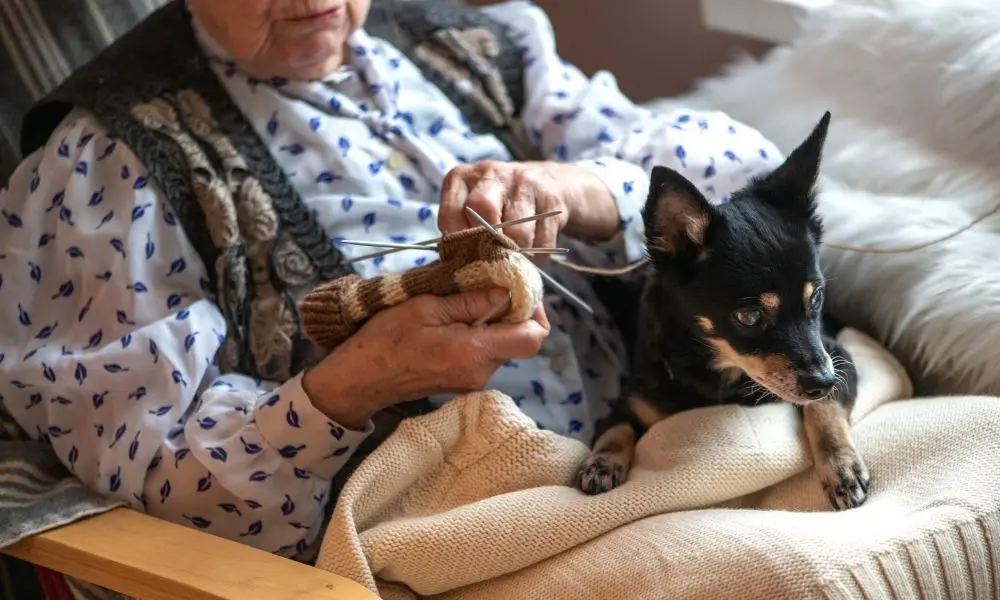 Une personne âgée tricote paisiblement avec un petit chien posé sur ses genoux.