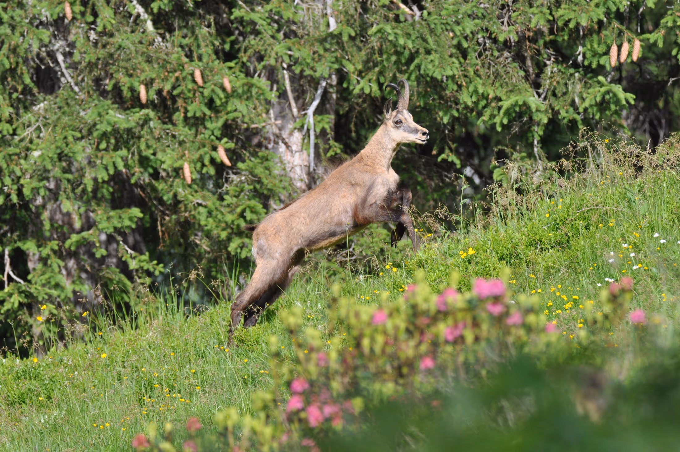Mitten in der Natur …