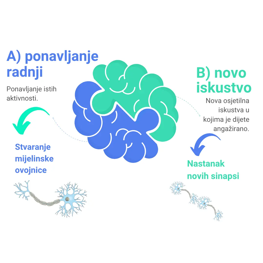 neuroplasticnost-mozga-edukacija