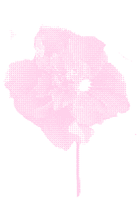 Pink hibiscus flower with five petals and a long stamen on a white background.