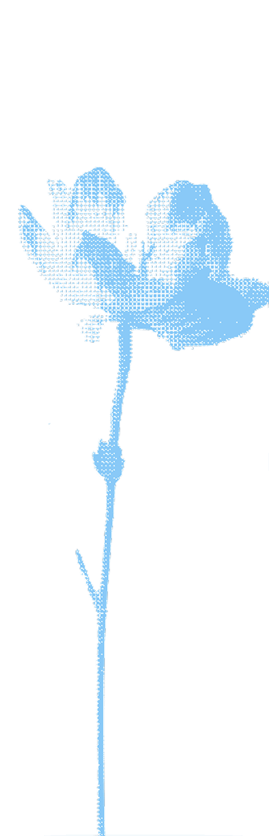 Stylized blue digital rose with detailed petals and a long stem on a white background.