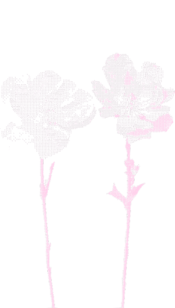 Soft pink silhouette of two flowers with thin stems against a white background.